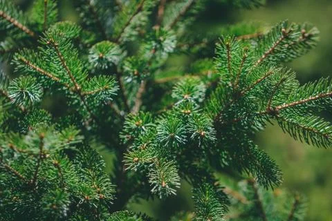 Macro shot of branches of spruce in a forest. Nature background. Stock Photos