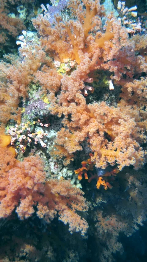 Macro shot of branching soft corals Stock Footage 325732066