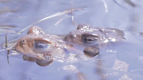 Macro shot of breeding toad submerged underwater, tripod shot 1080p Video stock 98917502