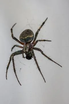 Macro Shot of Bridge Spider on Web Stock Photos