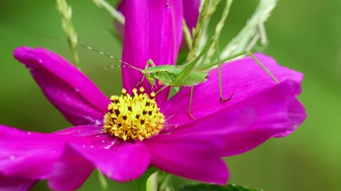 Macro shot of a bright green katydid nymph Stock Footage 341520494