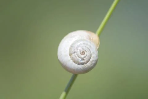 Macro shot of a bright snail shell on a green plant Stock Photos