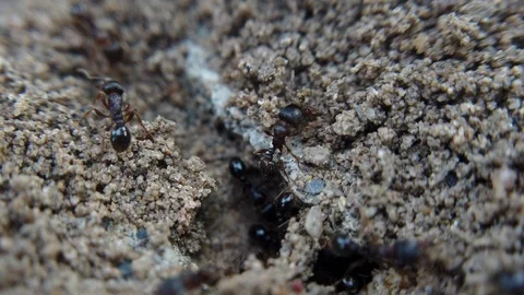 Macro shot of brown ants moving on top and in between cracks of rocks and Stock Footage 118436687