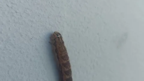 Macro shot of a brown caterpillar crawling on a white wall Vídeos de archivo 334850875