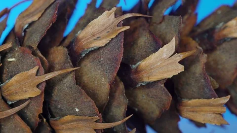Macro shot of the brown color Douglas fir or Pseudotsuga menziesii Stock Footage 102758329