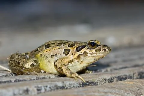 Macro shot of the brown common frog  with lines and patterns 写真素材