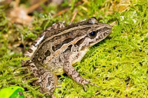 Macro shot of the brown common frog  with patterns and lines 写真素材