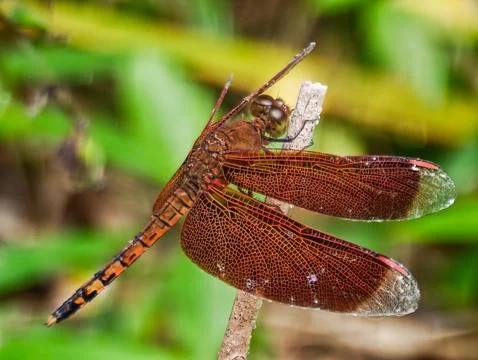 Macro Shot of Brown Dragonfly Perched on Branch with Green Background Stock Photos