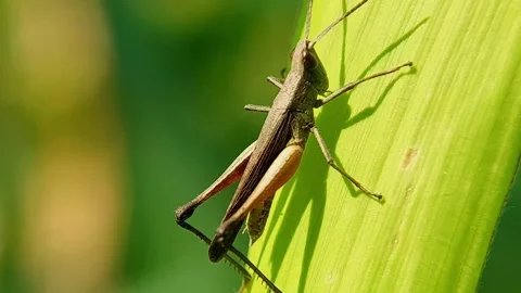 Macro Shot of Brown Grasshopper Crawling on Green Leaf in Slow Motion Stock-Footage 346979663