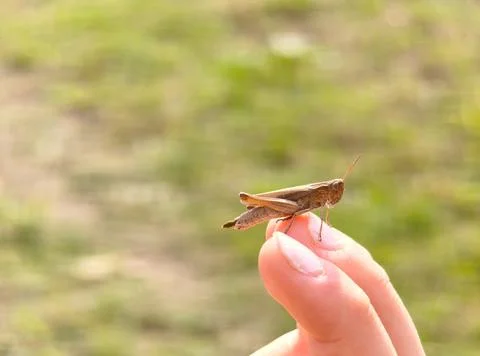 Macro shot of a brown grasshopper defecating on a human finger Stock Photos