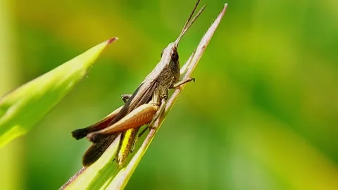 Macro Shot of Brown Grasshopper Perched on Green Leaf in Slow Motion Stock Footage 346979674