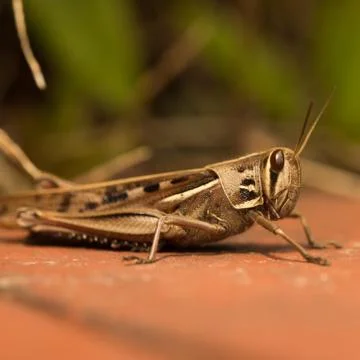 Macro shot of a brown grasshopper resting on the ground Stock Photos