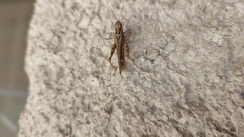 Macro shot of brown grasshopper sitting still on rough concrete wall surface Stockbeeldmateriaal 346245733