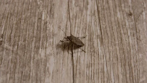 Macro shot of a brown shield bug on a piece of wood Stock Footage 71288475