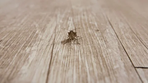 Macro shot of a brown shield bug on a piece of wood Stock Footage 71288655