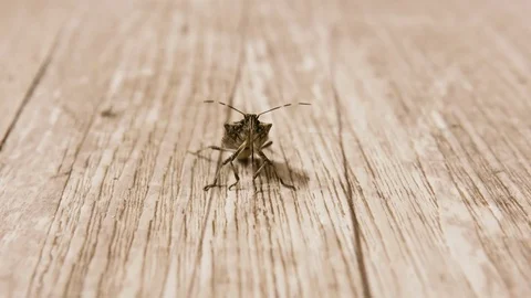 Macro shot of a brown shield bug on a piece of wood Stock Footage 71288973