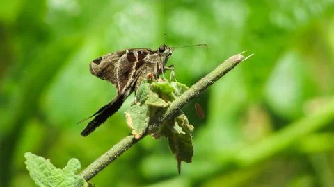 Macro shot of a brown skipper insect with antennae and proboscis resting on.. Foto stock