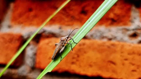 Macro Shot of Brown Stink Bug Resting on Green Leaf with Rustic Brick Background Video stock 333251328