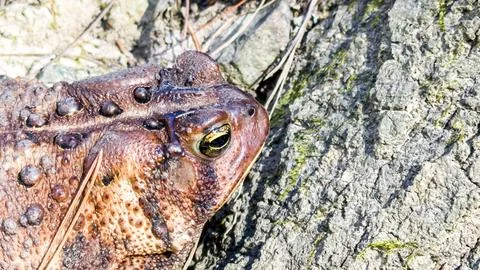 Macro Shot of Brown Toad Resting Beside Tree Bark Stock Photos