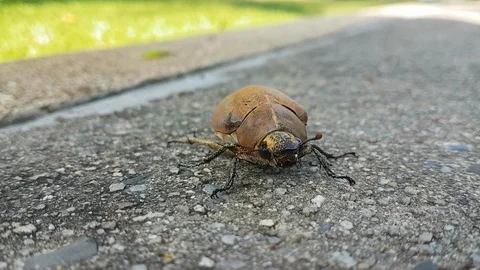 Macro shot of brown tropical bug at the footpath in Thailand Stock Footage 98117322