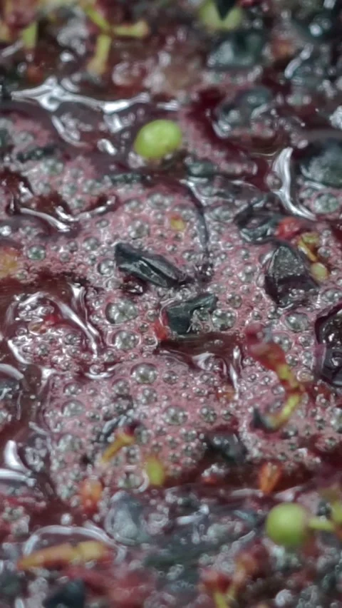 Macro shot of bubbling dark grape juice and skins during fermentation Stock Footage 346774174