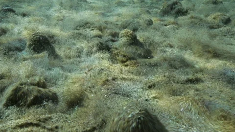 Macro shot of bubbling sandy bottom, Detail, Spring Pond, S.Giorgio a Liri Stock Footage 227002996