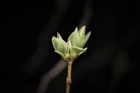 Macro Shot of a Budding Green Leaf on a Branch Against a Dark Background Stock Photos