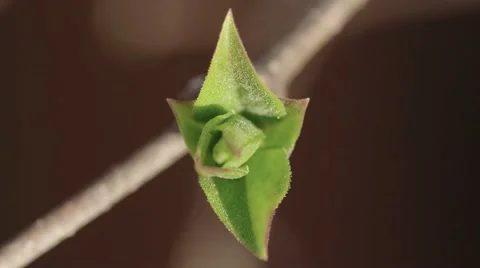 Macro shot of a budding leaf on a tree Video stock 62276034