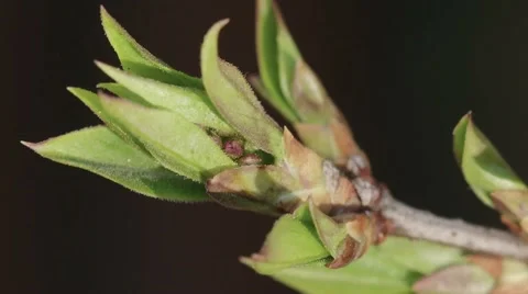 Macro shot of a budding leaf on a tree 스톡 동영상 62276043