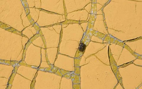 Macro shot of a bug on a cracked ground Stock Photos