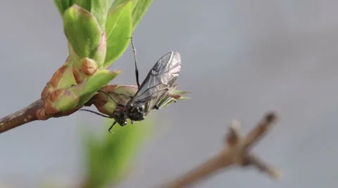 Macro shot of a bug crawling on leaf in slow motion Видео 62276003