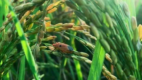 Macro shot of bug, dysdercus closeup shot green grass Stock Footage 222390098