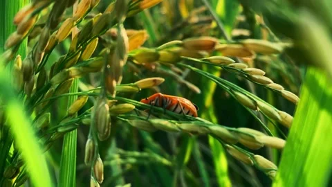Macro shot of bug, dysdercus closeup shot green grass Stock Footage 222390127