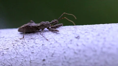 Macro shot of Bug Video stock 81763021