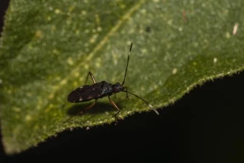 Macro shot of a bug on a green leaf - perfect for a background Foto stock