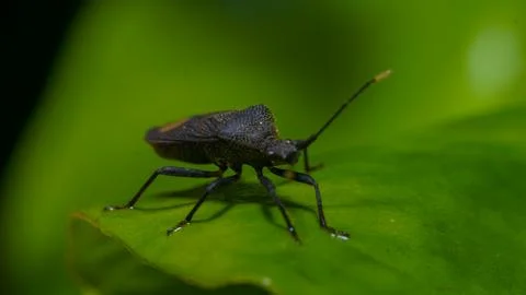 Macro Shot of Bug on Leaf, nature concept Stock Photos