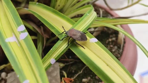 Macro Shot of Bug Resting on Green Variegated Leaf Stock Footage 321284193