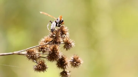 Macro Shot of a Bug on Top of a Crop Plant Stock Footage 110339328