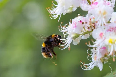Macro shot of a bumble bee hovering by a pink and white tree blossom Stock Photos