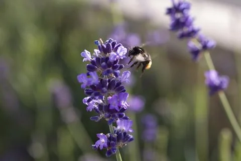 Macro shot of a bumble bee hovering by a purple lavender blossoms Stock Photos