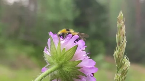 A macro shot of a bumblebee collecting pollen from a butterfly bush. Stock Footage 156851610