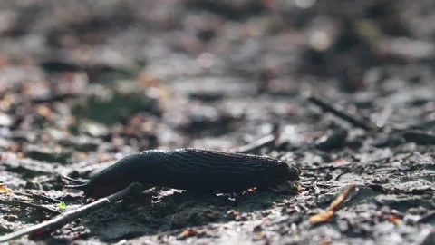 Macro Shot Of A Bumblebee Covered In Pollen While Feeding On A White Apple Bloss Stock Footage 318727093