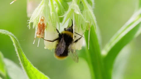 Macro Shot of Bumblebee Entering White Flower in Slow Motion Video stock 336102869