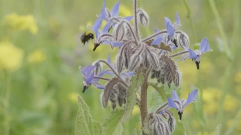 Macro shot of a bumblebee foraging and flying from flower to flower in a garden Stock Footage 289744294