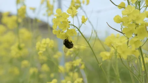 Macro shot of a bumblebee foraging and flying from flower to flower in a garden Stock Footage 289744377