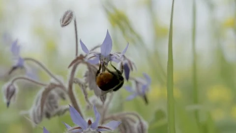 Macro shot of a bumblebee foraging for a flower and flying off into a a garden  Stock Footage 289744414