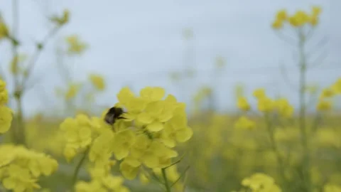 Macro shot of a bumblebee foraging for flowers in a garden in spring, in France Stock Footage 289744331