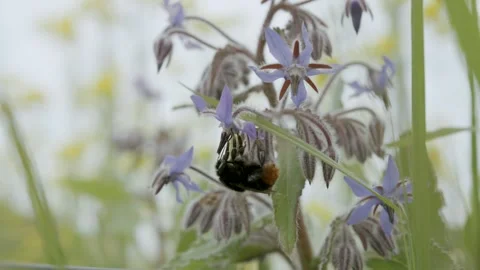 Macro shot of a bumblebee foraging for flowers in a garden in spring, in France Stock Footage 289744525