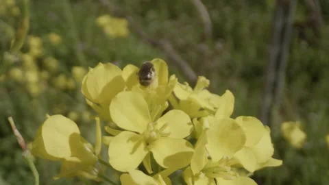 Macro shot of a bumblebee foraging on a yellow flower in spring in a garden Stock Footage 289744667