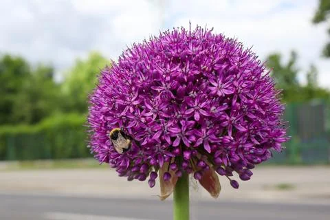 Macro shot of a bumblebee Foto stock